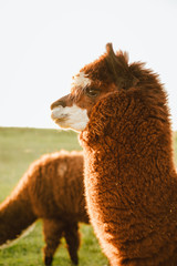 Portrait close-up of brown alpaca in a field on a sunny summer day