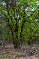 Obraz premium Close up shot of big old tree