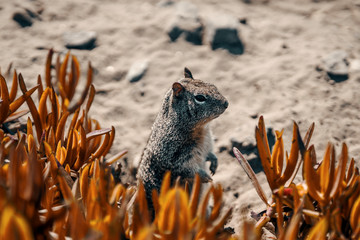 cute squirrel in California