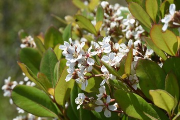 Yeddo hawthorn flowers / Rosaceae evergreen shrub