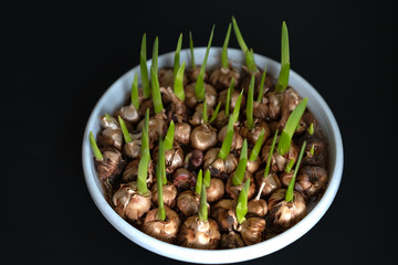 Flower bulbs for planting began to grow