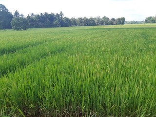 Fototapeta premium Paddy field
