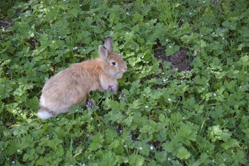 Red fluffy rabbit in the grass