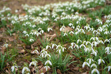 The first flowers at the beginning of the year