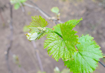  Young grapevine buds and leaves. Young shoot with an ovary of grapes on a natural blurred  background.