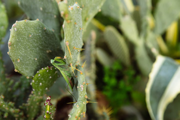Green mantis is looking for prey on a cactus