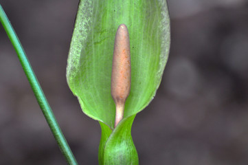 Arum besserianum blooms in the forest in spring.