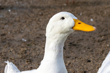 Portrait of a white pekin duck