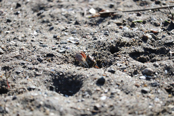 Fiddler crab emerging from hole in marshy sand at low tide