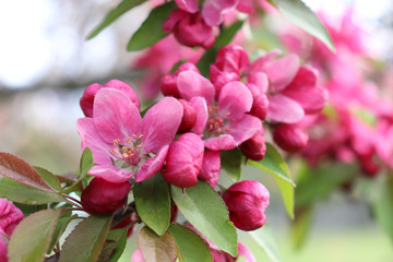 Fototapeta na wymiar Pink buds and pink blossoms (flowers) on crabapple tree