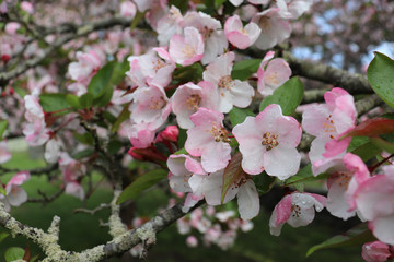 Pink-white blossoms (flowers) on crabapple tree