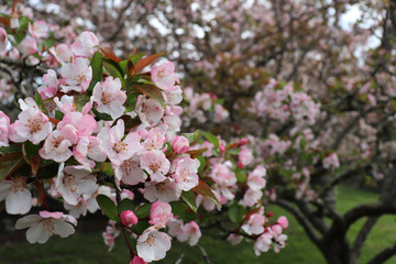Fototapeta na wymiar Pink-white blossoms (flowers) on crabapple trees