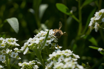 Bee in white flowers with nector ball