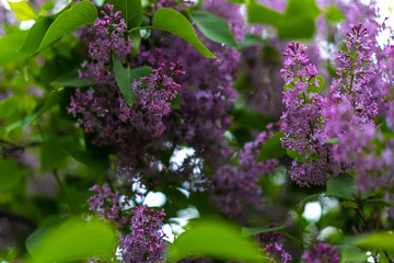 Blossoming branch of lilac on a white background