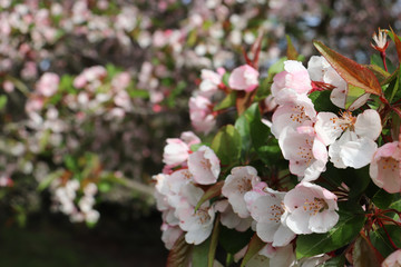 Fototapeta na wymiar Pink-white blossoms (flowers) on crabapple tree