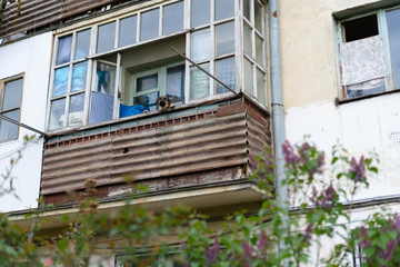 Fototapeta na wymiar The dog peeks from the balcony of the house