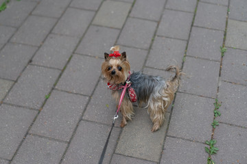 Yorkshire Terrier on a leash for a walk