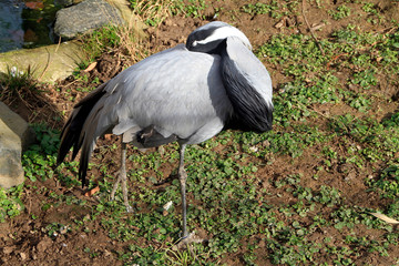 Common crane, Young crane, Bird, Thueringen, Germany, Europe