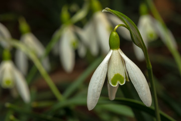 The first flowers at the beginning of the year