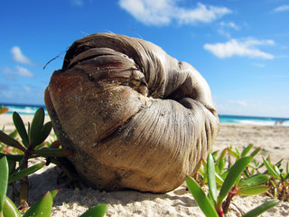 coconut on the beach