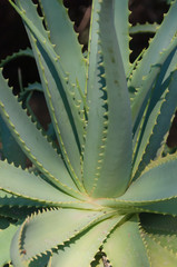 Aloe vera plant, natural organic renewal cosmetics, alternative medicine.