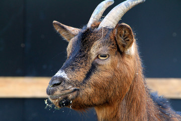 Pygmy Goat, Domestic goat, Goat, Bad Liebenstein, Thuringia, Germany, Europe