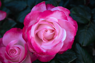 Very close-up on a two-tone rose with detail of the petals. Pink and white rose