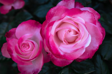 Very close-up on a two-tone rose with detail of the petals. Pink and white rose