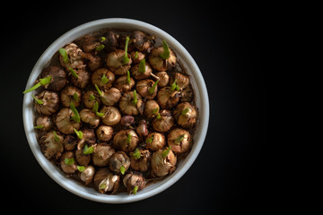 Flower bulbs begin to grow