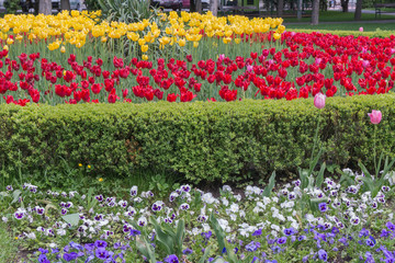 background with tulip flowerbed, red, yellow, white, flower garden