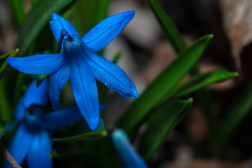 The first flowers at the beginning of the year