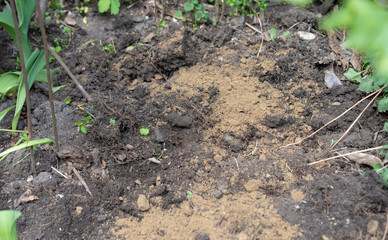 Ground with plants sprinkled with sand for fertilizer