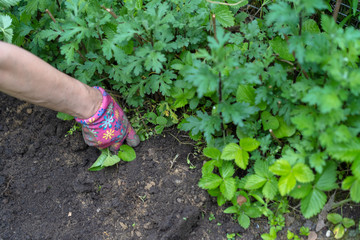 Man plants plants in the garden