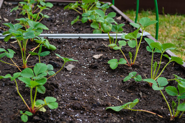 Strawberry young bushes grow on a bed. Strawberry Seedlings.