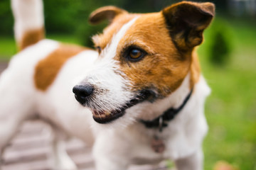 Jack Russell Terrier walking in the park.