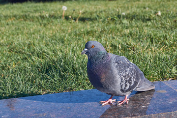   Dove in the town square.
