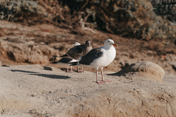 cute seagulls in California