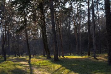 Path along the trees in the forest