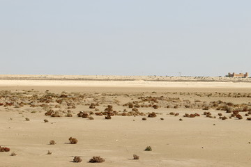 désert du Qatar et champignon rock