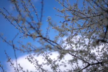 Flowering branches of cherry plum tree