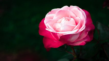 Very close-up on a two-tone rose with detail of the petals that stands out from the dark background. Pink and white rose