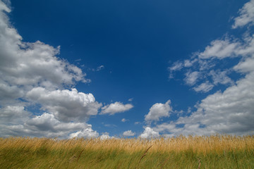 Fototapeta premium Cereal and field against the sky and clouds