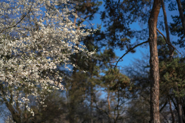Flowering tree on the background of other trees