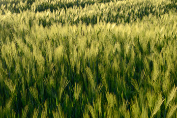 champs de bl&eacute; dans la lumi&egrave;re du soir 
