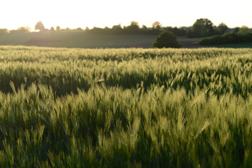 lumière du soir dans un champ de blé vert - printemps