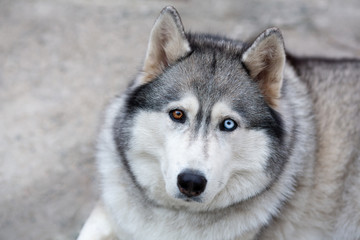 Naklejka na ściany i meble Siberian Husky is a sled dog. Eyes of different colors - one blue, the other brown. Walking with a dog is good for your health. Husky man's best friend