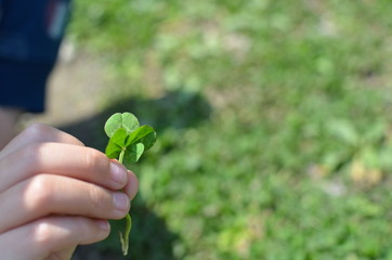 Four-leaf clover in a child's hand