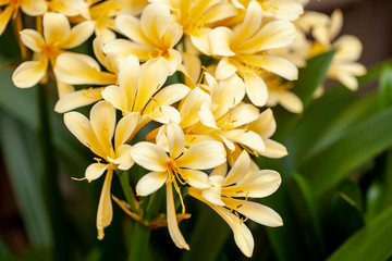 Obraz premium Clivia miniata flower in the garden background. Fresh bunch yellow Natal lily or Bush lily flowers with green leaves.
