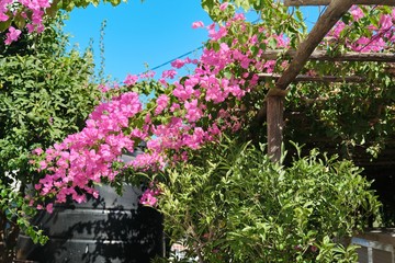 Flowering bush Pink Bougainvillea with pink flowers, background sky