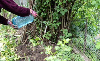 Fototapeta premium Watering the land in the garden with water